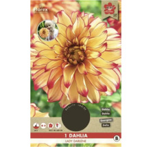 Rastlina Dahlia Lady Darlene