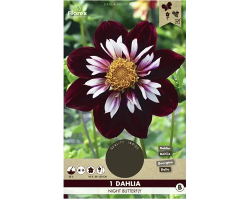 Cínia Florex Dahlia 'Night Butterfly' 1 ks