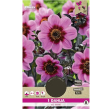 Balíček rastlín Dahlia HS Wink