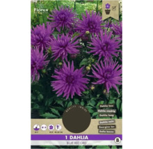 Balenie nízkej, modrej georgíny ''Blue Record''