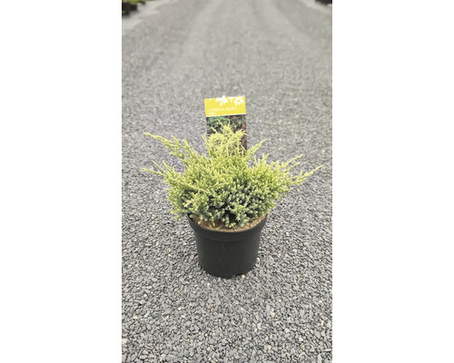 Cypruštek v kvetináči do záhrady