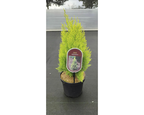 Thuja Orientalis Elegantissima v kvetináči