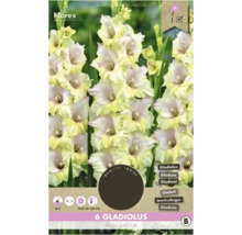 Balenie šiestich cibuliek mečíka Mon Amour