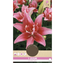 Cibuľa ľalie ''Double Lady'' pre záhradu