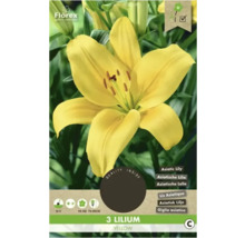 Žlté cibuľky ľalií, vhodné do záhrad