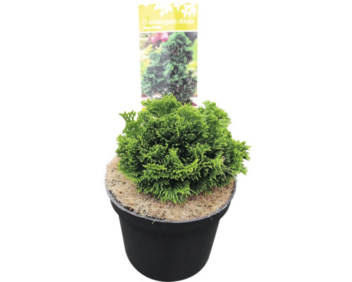 Cypruštek ''Nana Gracilis'' v kvetináči