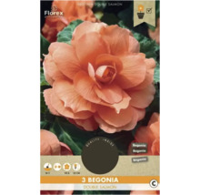 Balenie troch dvojitých lososových begónií