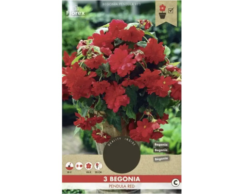 Begónia previslá Florex Begonia pendula 3 ks červená