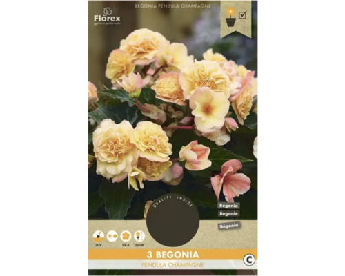 Begónia previsnutá Florex Begonia pendula 3 ks šampaň