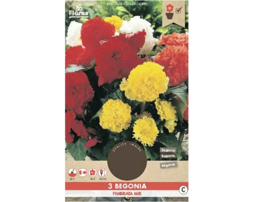 Begónia trepenitá Florex Begonia fimbriata mix 3 ks