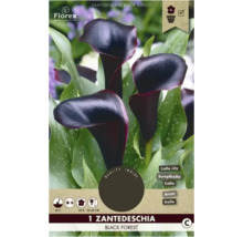 Zantedeschia Black Forest, tiež známa ako Calla