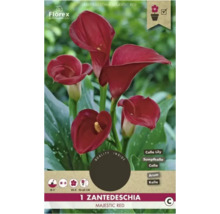 Balenie kaly Zantedeschia Majestic Red