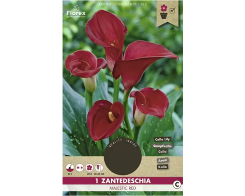 Kala Florex Zantedeschia 'Majestic Red' 1 ks