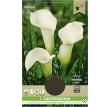 Balenie Zantedeschia Albomaculata s bielymi kvetmi