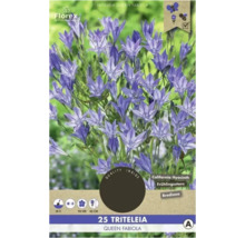 Balenie Triteleia Queen Fabiola Kalifornský hyacint s dobou kvitnutia, výškou rastliny a informáciami o priaznivosti pre hmyz.