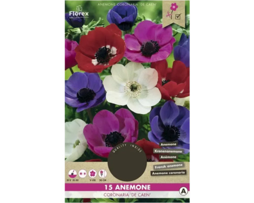 Sasanka Florex Anemone Coronaria 'De Caen' 15 ks