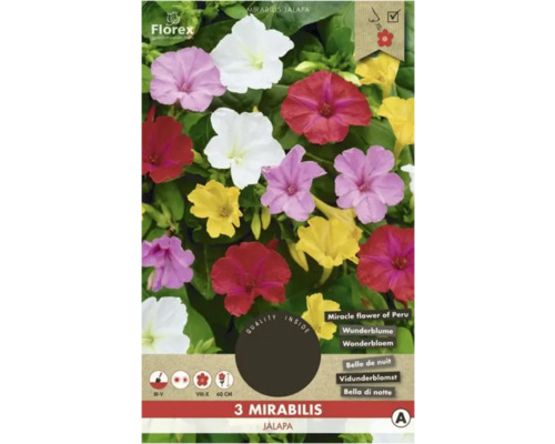 Mirabilis Florex Mirabilis 'Jalapa' 3 ks