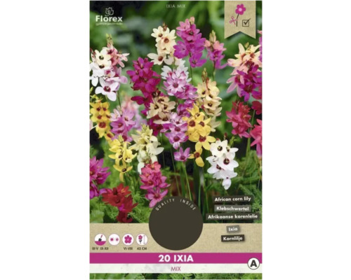 Ixia Florex Ixia mix 20 ks