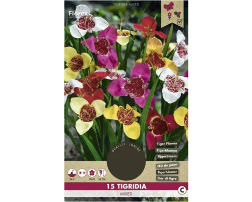 Tigridia Florex Tigridia mix 15 ks