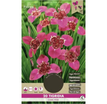 Balenie dvadsiatich cibuliek Tigridia Dark Pink