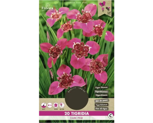 Tigridia Florex Tigridia 'Dark Pink ' 20 ks