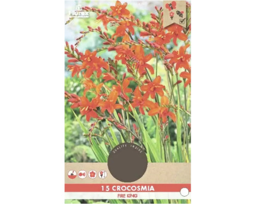 Montbrécia Florex Crocosmia 'Fire King' 15 ks