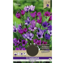 Balenie cibuľovín Babiana Stricta Mix