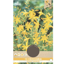 Balenie 10 ks Crocosmia George Davidson cibuliek