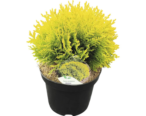 Tuja západná, Thuja occidentalis 'Mirjam'® 20-30 cm kvetináč 2,5 l