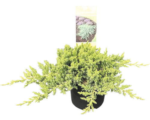 Borievka poliehavá Juniperus procumbens 'Nana' 20-30 cm kvetináč 2,5 l