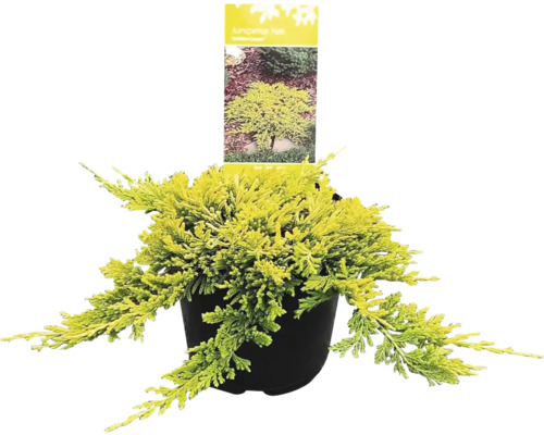 Borievka poľahnutá Juniperus horizontalis 'Golden Carpet' 20-30 cm kvetináč 2,5 l