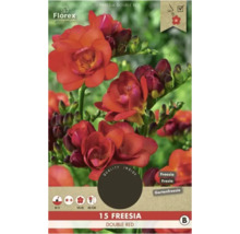 Florex Frézia Double Red balenie po 15 kusoch