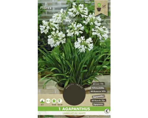 Agapant Florex Agapanthus umbelatum 1 ks biely