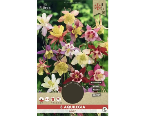 Orlíček Florex Aquilegia mix 3 ks