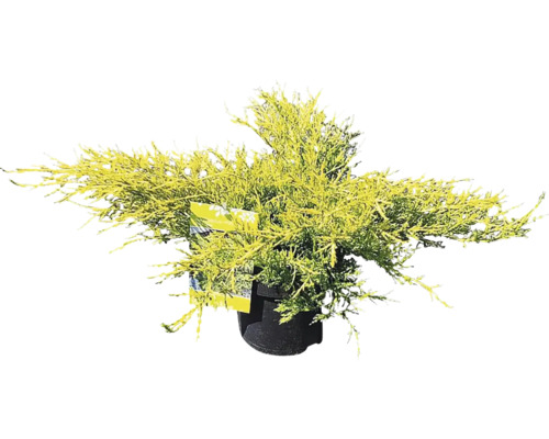 Borievka prostredná Juniperus media 'Gold Coast' 20-30 cm kvetináč 2,5 l