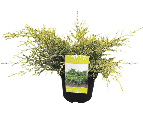 Borievka prostredná Juniperus media 'Old Gold' 20-30 cm kvetináč 2,5 l