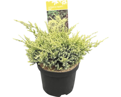 Borievka šupinatá Juniperus squamata 'Holger' 20-30 cm kvetináč 2,5 l