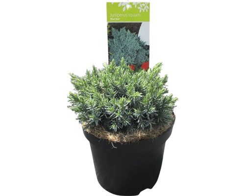 Borievka šupinatá Juniperus squamata 'Blue Star' 20-30 cm kvetináč 2,5 l