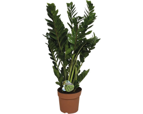 Zamioculcas izbová rastlina v kvetináči