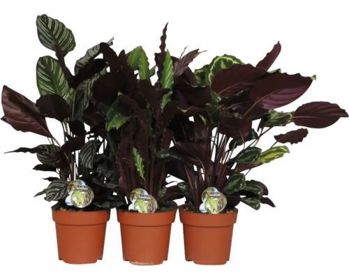 Tri izbové rastliny rodu Calathea v hlinených kvetináčoch