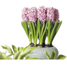 Hyacinty v kvetináči