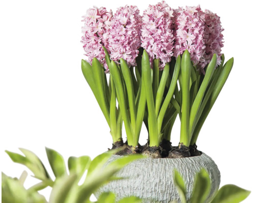 Hyacinty v kvetináči