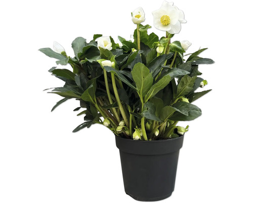 Čemerica východná biela plnokvetá FloraSelf Helleborus orientalis 'Spring Princess' kvetináč Ø 17 cm Čemerica východná biela plnokvetá FloraSelf Helleborus orientalis 'Spring Princess' kvetináč Ø 17 cm