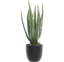 Aloe Vera rastlina v kvetináči