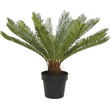 Cycas v kvetináči
