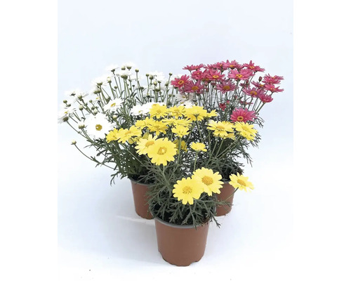 Tri margarétky v kvetináčoch s bielymi, žltými a červenými kvetmi