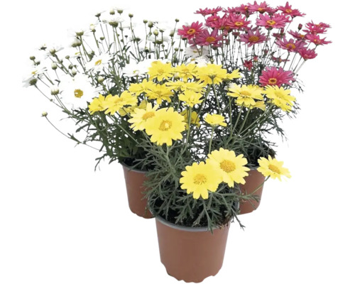 Tri rastliny margaréty v kvetináčoch s bielymi, žltými a červenými kvetmi