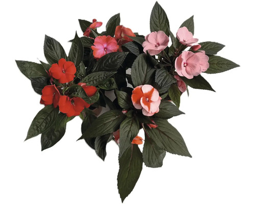 Netýkavka v kvetináči s červenými a ružovými kvetmi