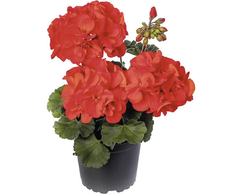 Pelargonium zonale Ø 12 cm kvetináč, rôzne druhy