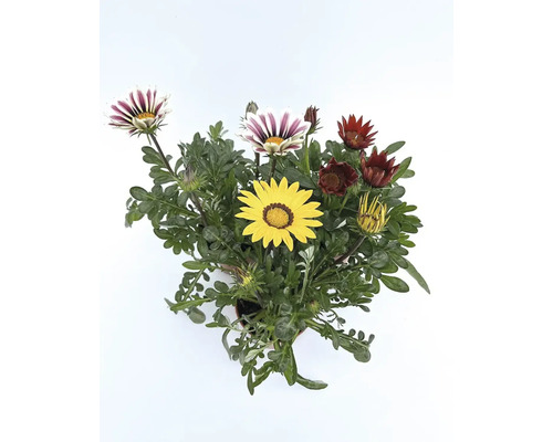 Gazánia v kvetináči s rôznymi farbami kvetov.